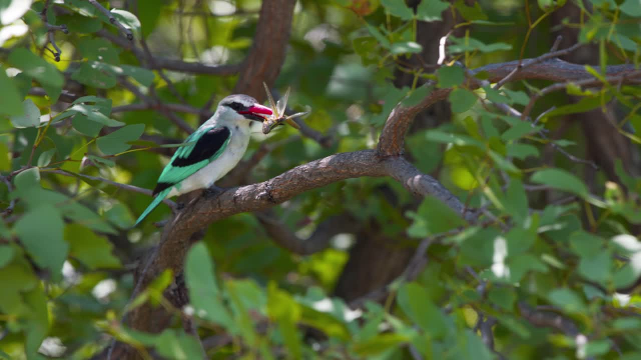 pájaro pescador de bosque comiendo insectos mientras se posa en la rama de un árbol