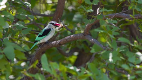 Pájaro-Martín-Pescador-Del-Bosque-Comiendo-Insectos-Mientras-Se-Posa-En-La-Rama-De-Un-árbol