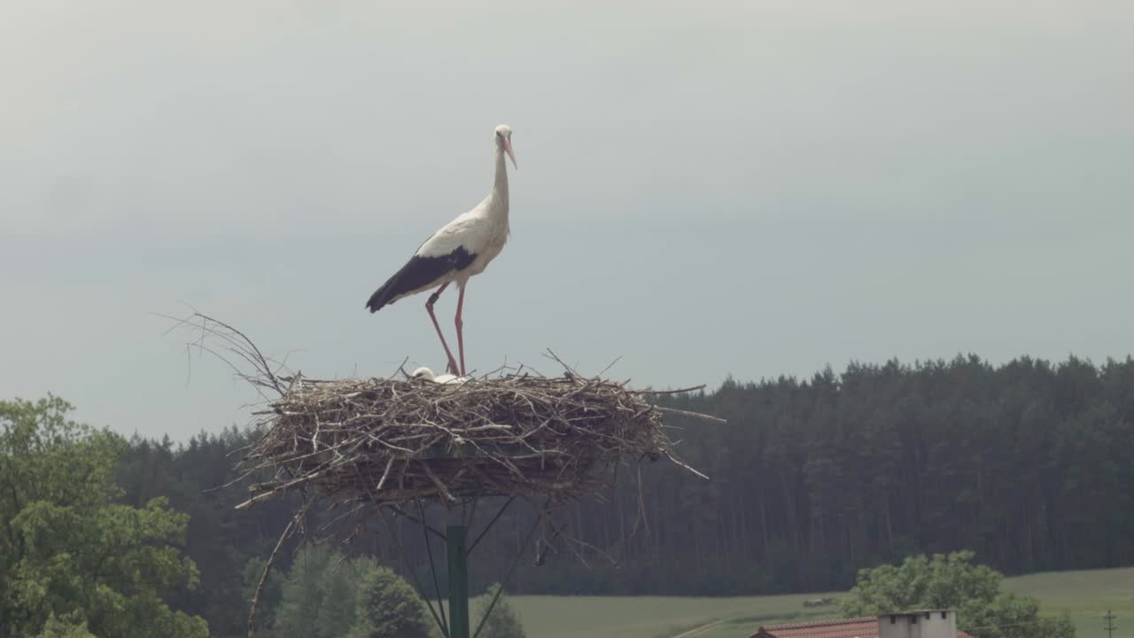 Cigogne dans le nid avec ses cigogneaux.