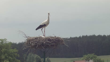 Storch-Im-Nest-Mit-Babystörchen