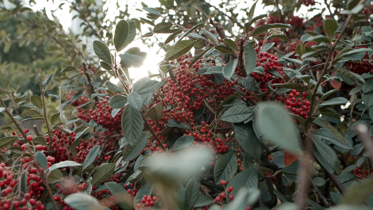 초록색 잎과 작은 밝은  ⁇ 은 베리 과일의 많은 나무 그것의 꼭대기에 슬로모에 태양  ⁇ 불과 함께
