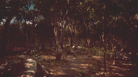 beautiful summer forest with different trees