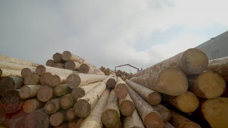 circular shot of stocking of tree trunks under blue sky