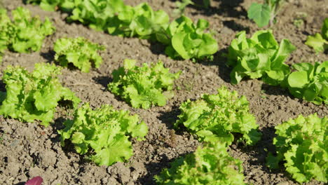 slow-motion shot of a salad field in a garden