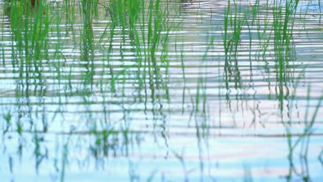 スローモーション – 水生植物が生えている湖水の波状の表面