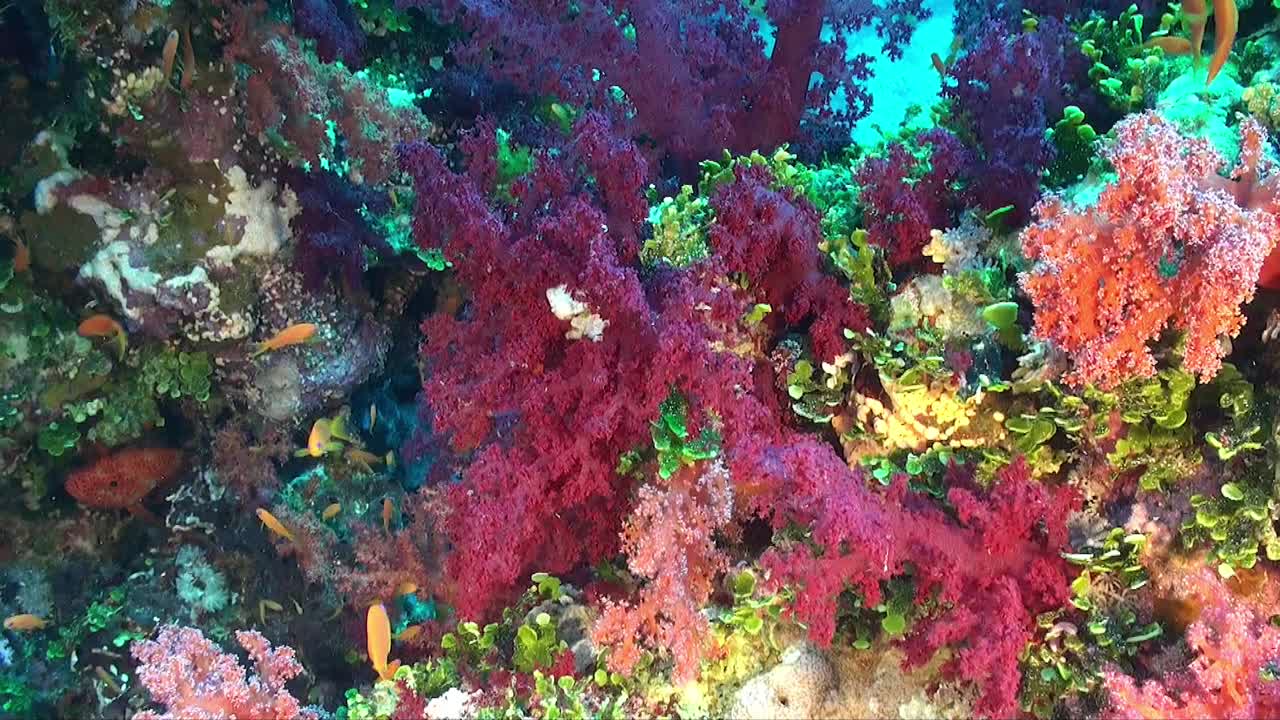 Coralli molli misti e colorati su una barriera corallina del Mar Rosso con pesci di barriera.