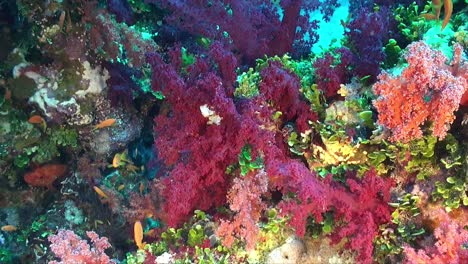 colorful mixed soft corals on red sea coral reef with reef fishes