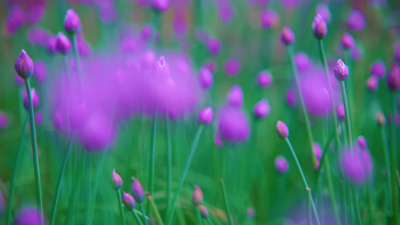 Purple chive blossoms gently sway in soft breeze. Green stems rise tall, buds still closed. Focus shifts between blurred and sharp flowers. Nature's quiet beauty captures calm, fresh moments