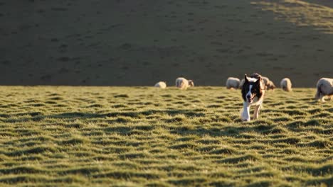 border collie herding sheep in a field