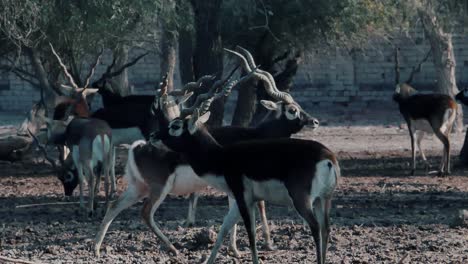 La-Chinkara-También-Conocida-Como-La-Gacela-India,-Es-Una-Gacela-Originaria-De-Irán,-Pakistán-E-India