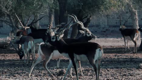 la chinkara también conocida como la gacela india, es una gacela originaria de irán, pakistán e india