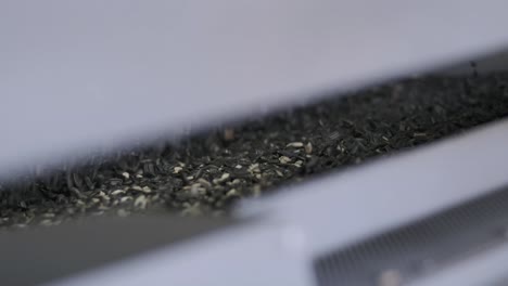 muchas semillas. semillas de girasol máquina de hornear. mover las semillas de gira-sol fritas salen de la máquina. producción de alimentos