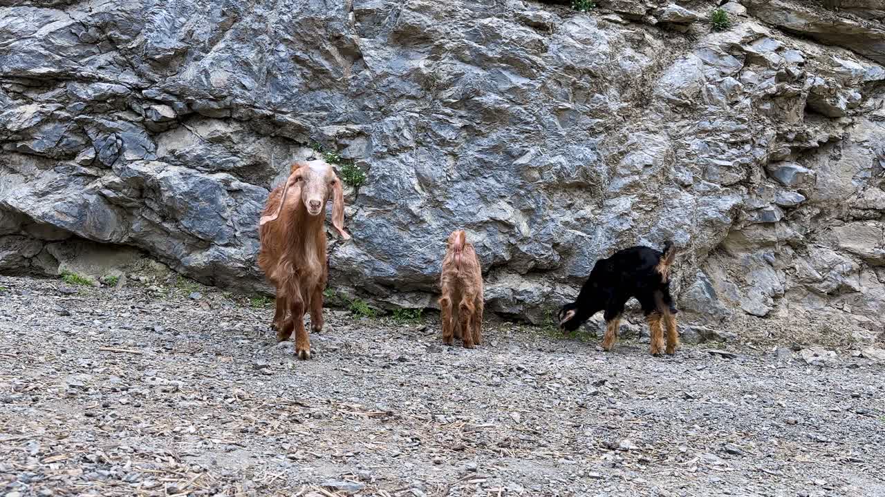 Geitekilling og lam, beiter på stein, glade og lekne kjæledyr i Irans landlige natur, husdyrhold, søte, lodne dyr, jordbruk, geiteflokk, grønt landskap på åssiden, reise