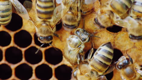 una abeja recién nacida aparece del video hd de la celda del panal