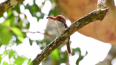 un martín pescador de árboles y una de las aves más hermosas que se encuentran en tailandia dentro de las selvas tropicales