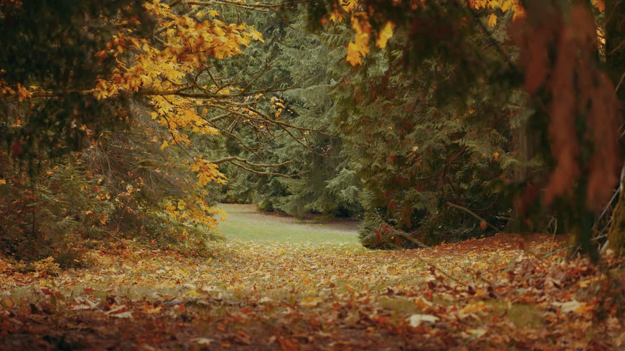 colores otoñales en un bosque en 4k, vancouver, columbia británica, canadá
