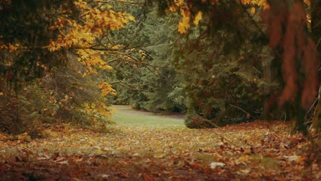 autumn colors in a forest in 4k, vancouver british columbia, canada