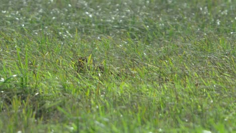 fresh spring green grass dancing in the light wind