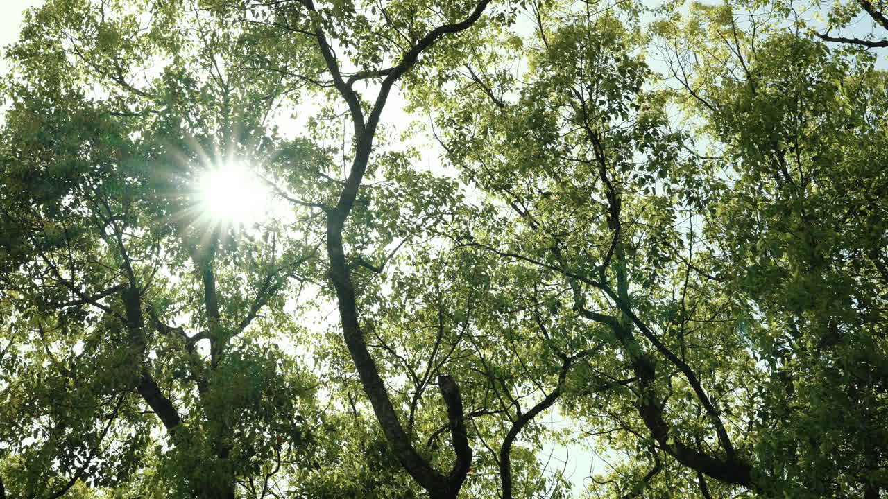 Rayos de sol entre las ramas y las hojas de los árboles. Destello de lente de luz solar
