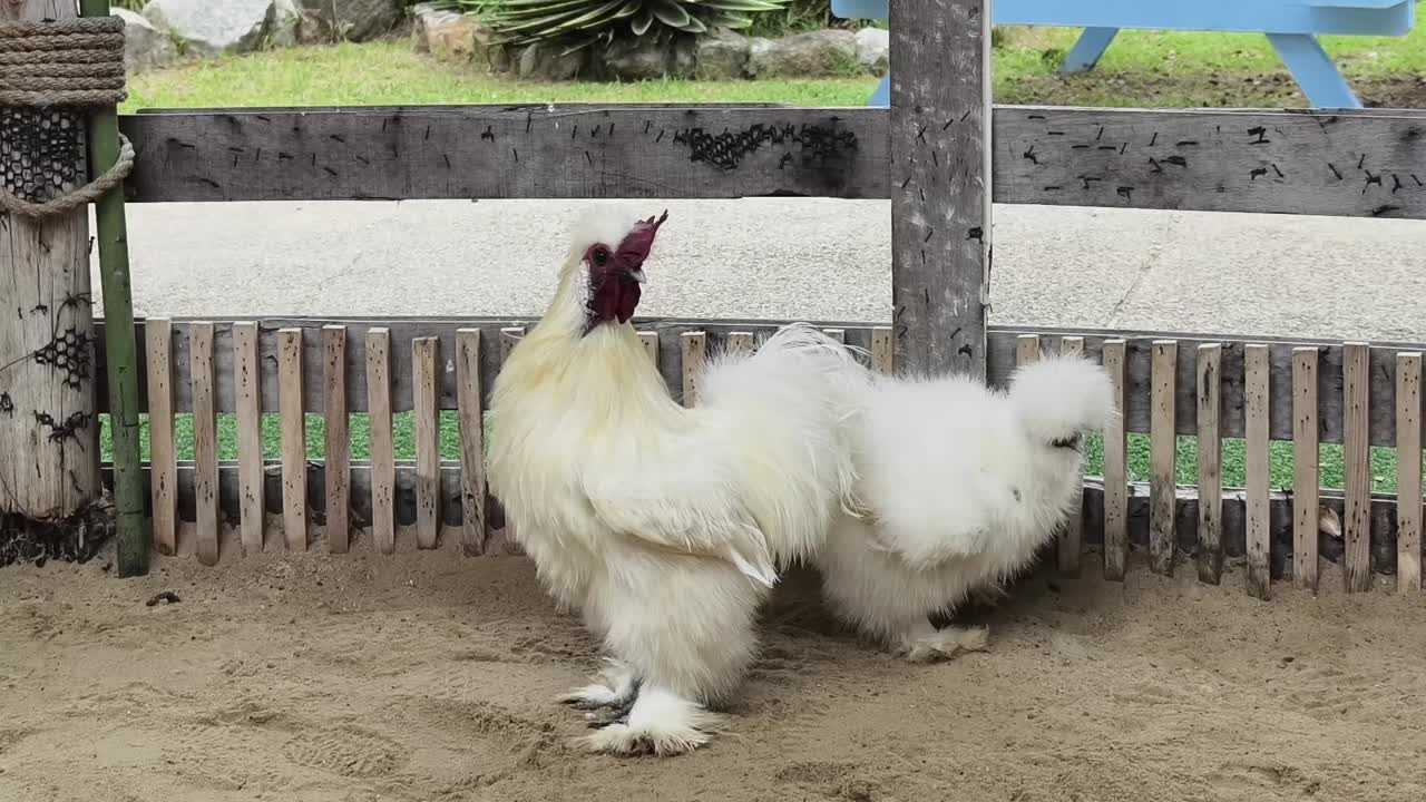gallos blancos y gallinas en un corral