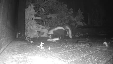 skunk on wet night foraging between houses