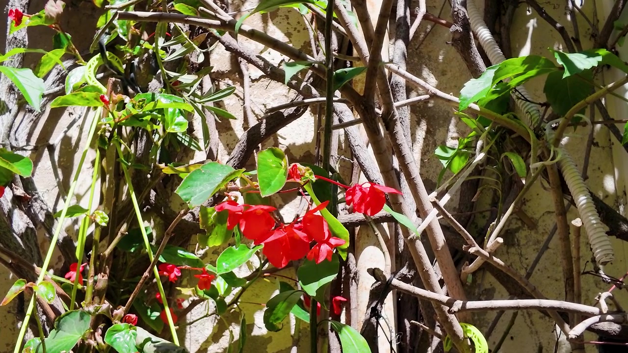 Flores de begônia vermelhas vibrantes e folhagem verde crescem contra uma parede de pedra rústica em Cassis.
