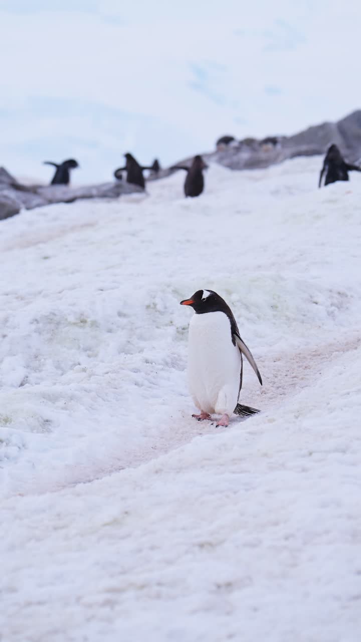 pingüino caminando en la nieve en la antártida, video de naturaleza vertical para redes sociales, reels de instagram y tiktok de pingüinos gentoo y antártida vida silvestre y animales en la península antártica