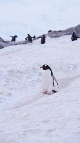 penguin walking in snow in antarctica, vertical nature video for social media, instagram reels and tiktok of gentoo penguins and antarctica wildlife and animals on antarctic peninsula