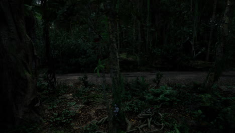 dense jungle landscape with faint path during nighttime exploration