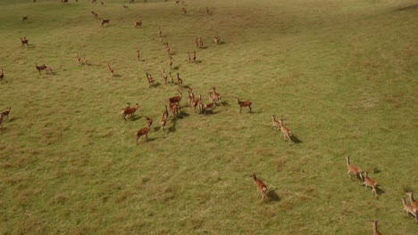 large herd of red deer on ranch farm, green grass land with animals, cervus elaphus