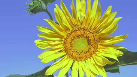 Honey-bee-gathering-pollen-on-vibrant-yellow-sunflower