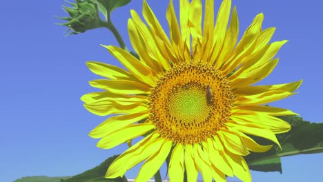 honey bee gathering pollen on vibrant yellow sunflower