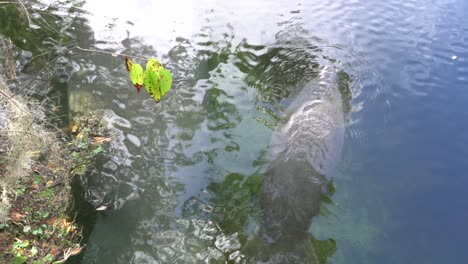 Otro-Manatí-Y-Su-Cría-Flotando-En-El-Arroyo-En-Blue-Springs-Florida