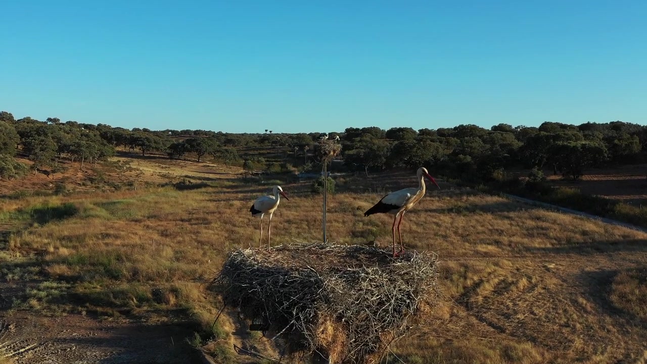Una escena tranquila de un nido de cigüeña en un poste eléctrico en la región del Alentejo, al sur de Portugal