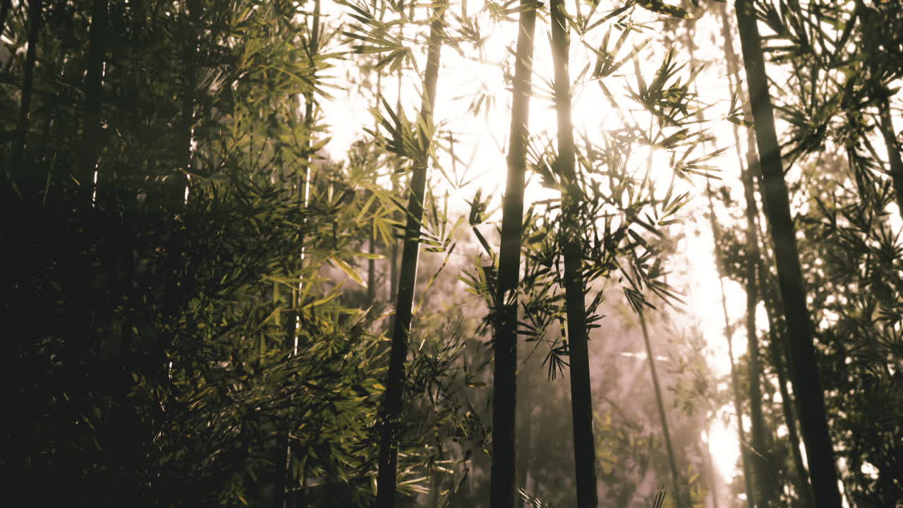 la luz del sol filtrándose a través de los árboles de bambú en un bosque sereno durante las horas de la mañana