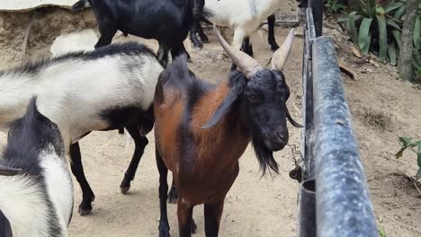 grupo de cabras en un recinto