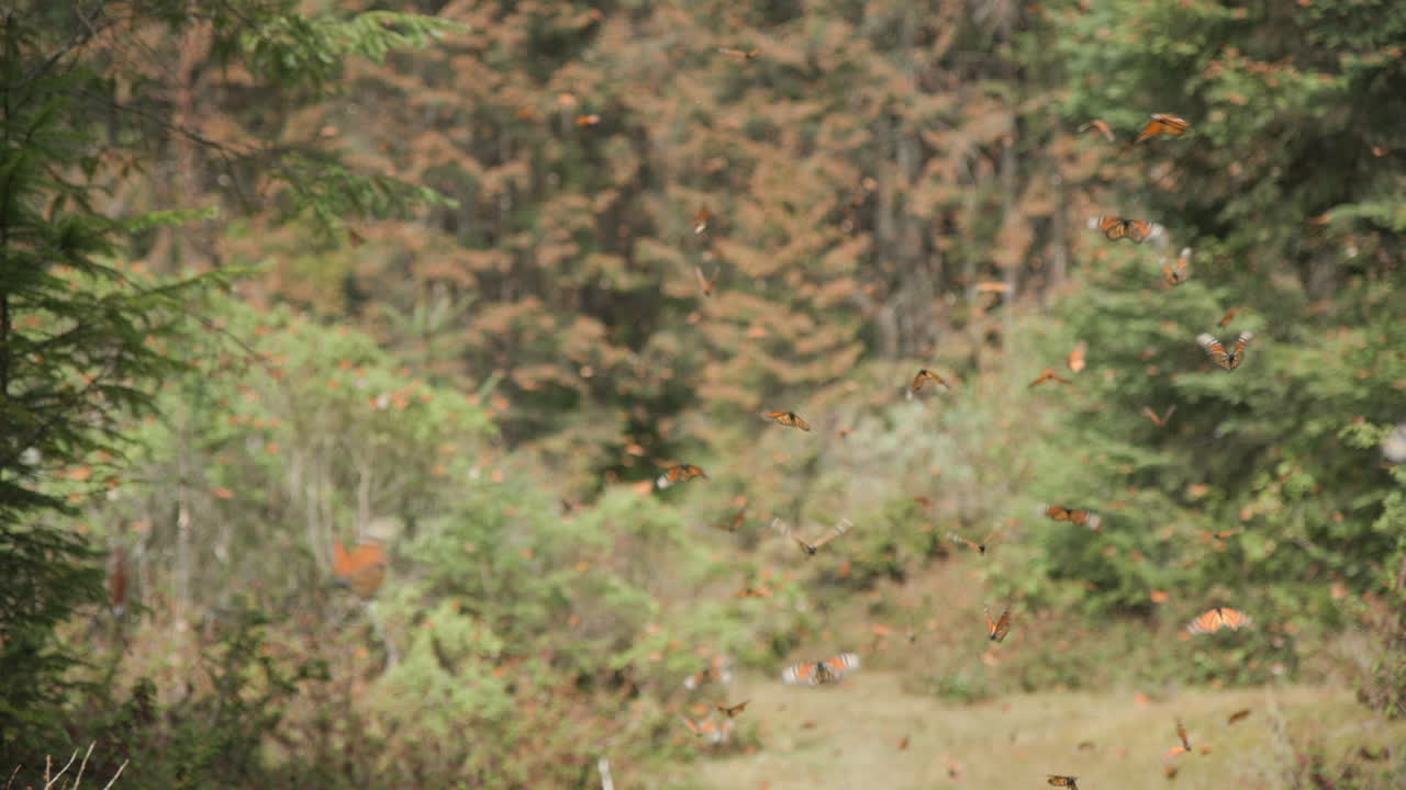 un enjambre de mariposas monarca