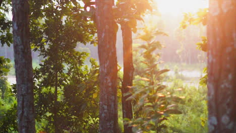 Sunlight-of-sunset-falling-over-the-green-plants-in-the-nature