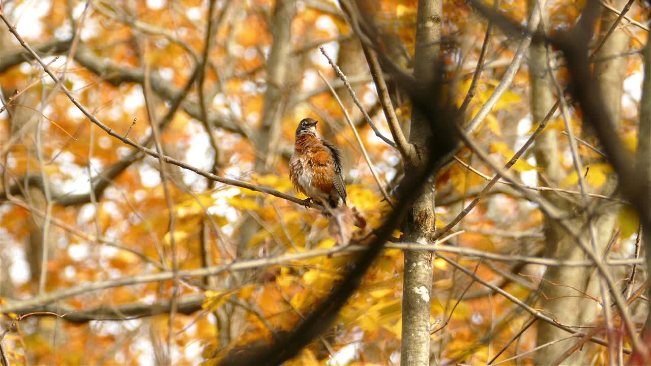 pájaro petirrojo americano en el momento de la autolimpieza, posado en una rama seca en el bosque de otoño