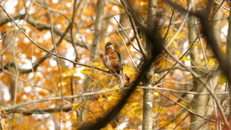 Pájaro-Petirrojo-Americano-En-El-Momento-De-La-Autolimpieza,-Encaramado-En-Una-Rama-Seca-En-Los-Bosques-De-Otoño