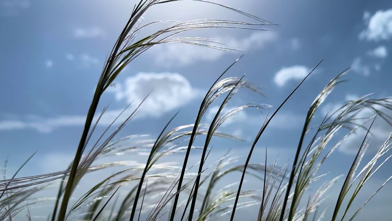 feathergrass stipa grass in wind blowing breeze motion bush vegetation steppe meadow desert landscape blue sky sunlight shining reflection in summer nature scenic outdoors in MiddleEast USA wilderness