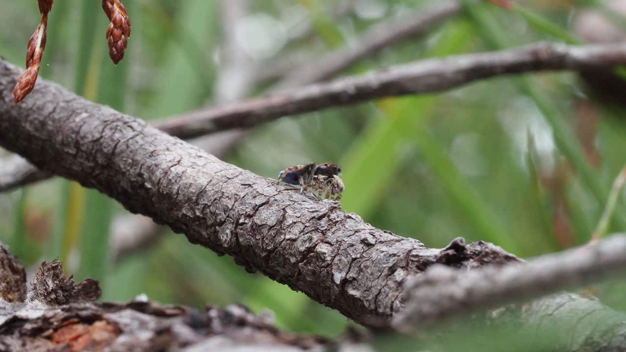 공작 거미 maratus karrie 수컷은 색을 보여주고 초점이 맞지 않는 출구로 점프합니다.
