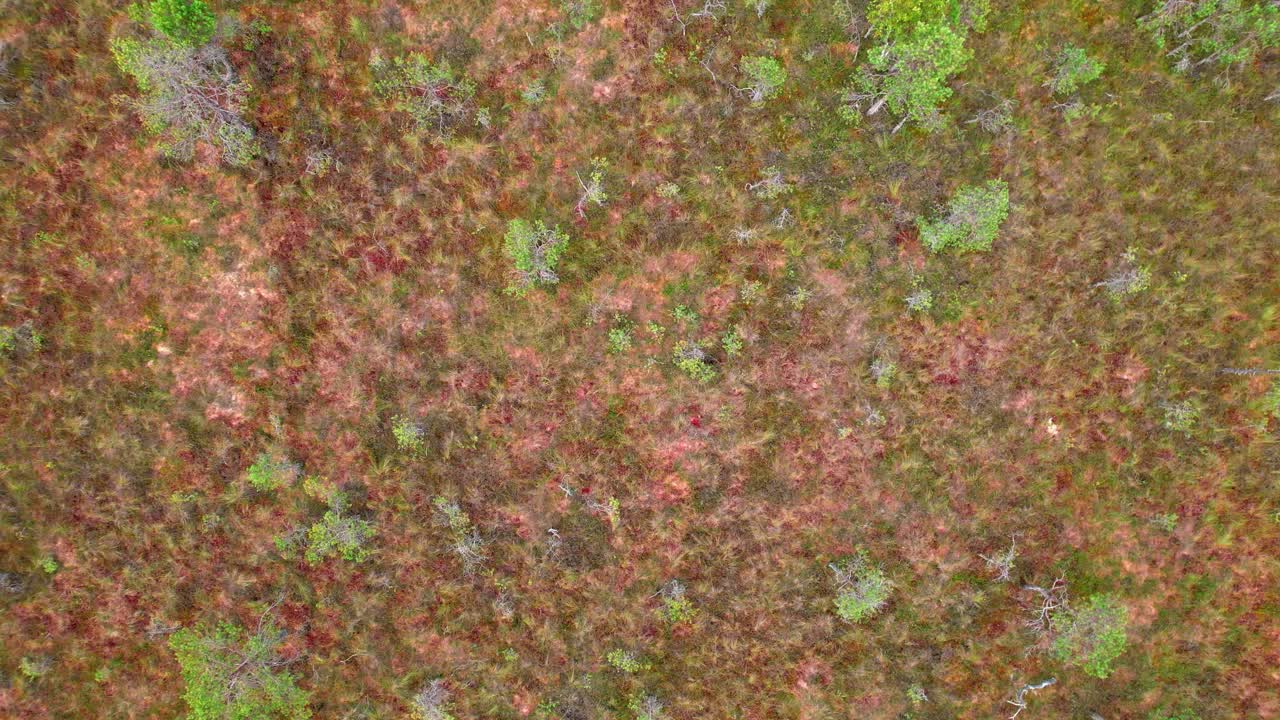 Explore the vibrant swamp landscapes of Kemeri in Latvia from above