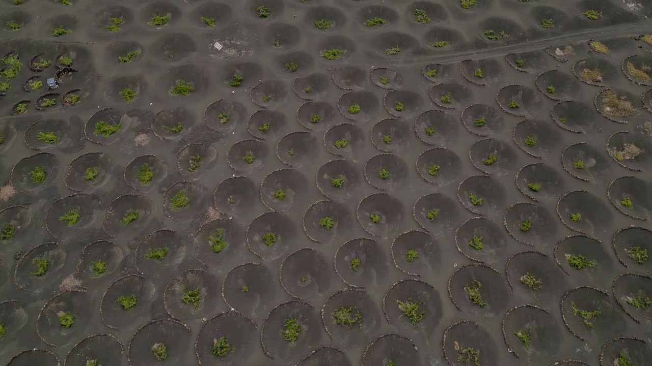 Cultivation of vineyards in volcanic terrain. Agriculture in volcanic terrain. Aerial view. Volcanic earth funnels and plants inside. Lanzarote. Canary Islands. Spain.