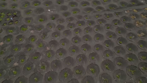 cultivation of vineyards in volcanic terrain. agriculture in volcanic terrain. aerial view. volcanic earth funnels and plants inside. lanzarote. canary islands. spain.