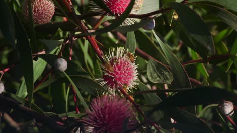 lots of bees climbing and flying around hakea laurina plant, daytime sunny maffra, victoria, australia slow motion