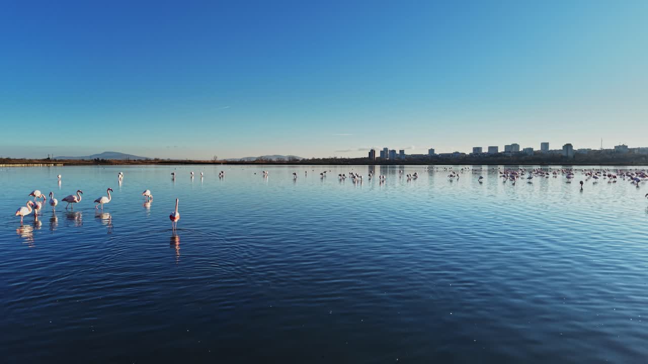 Flamingos wade through calm water near city skyline during daytime