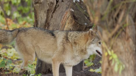 Der-Wolf-(Canis-Lupus),-Auch-Grauwolf-Genannt,-Ist-Das-Größte-Noch-Existierende-Mitglied-Der-Familie-Der-Canidae.-Wölfe-Sind-Das-Größte-Wilde-Mitglied-Der-Hundefamilie.