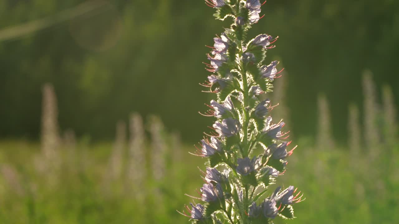 들판에 보라색 꽃