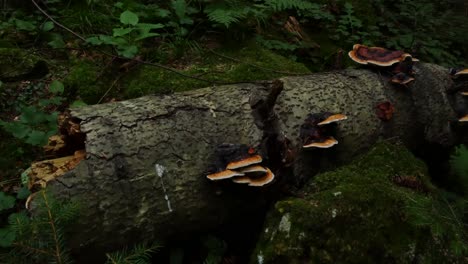 Toma-Panorámica-De-Hongos-En-Un-árbol-Muerto-Caído